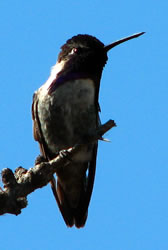 zoo humingbird
