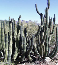 How does a cactus make its own food?