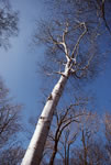 birch