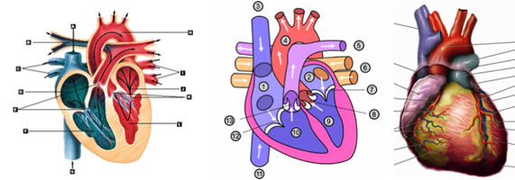 Blank heart diagram blood flow
