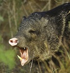 javelina