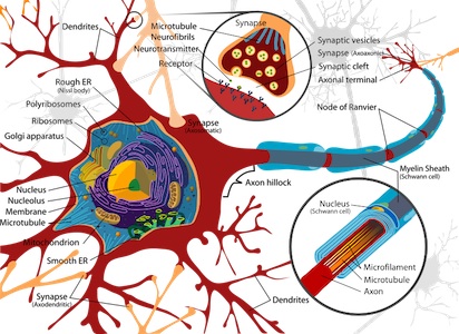 neuron LadyofHats wikimedia comons