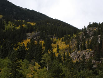 Aspens