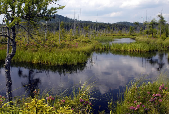 Boreal Life Trail