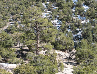 Boulder Mountain Retreat