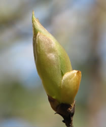 Bud