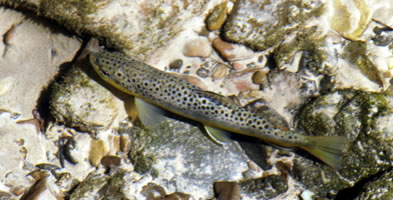 Calf Creek Trout