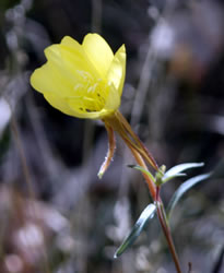 Calf Creek Flower
