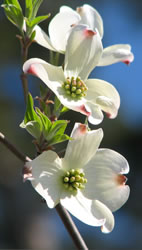 Dogwood