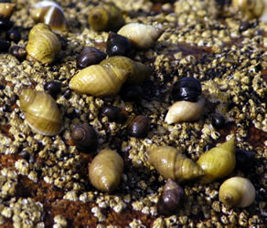 periwinkles