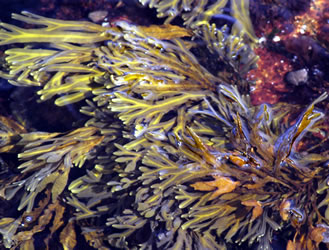 seaweed