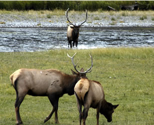 elk