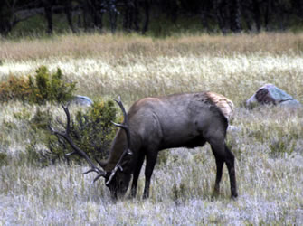 elk eating