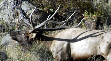 elk herding