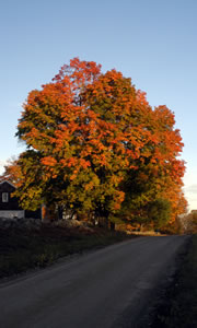 Farmstead