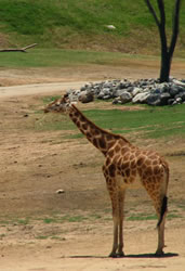 giraffe