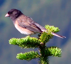 Glacier bird