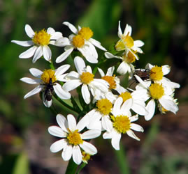 Glacier flower