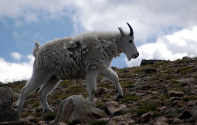 Mountain Goat