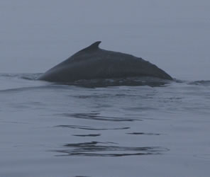 humpback