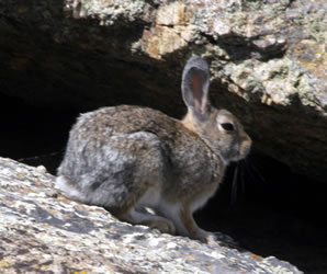 rabbit on rock