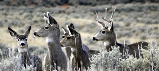 Mule deer