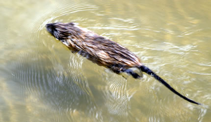 muskrat