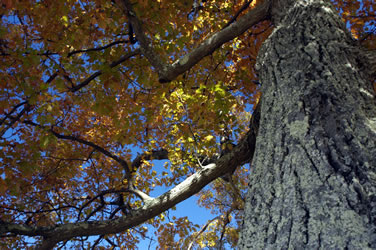 Oak Tree at Rumney Depot Cemetery