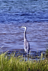 heron