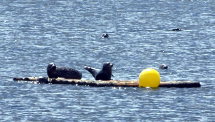 pei seals