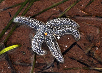 starfish PEI