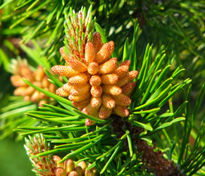 pine