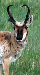 pronghorn