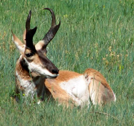 pronghorn