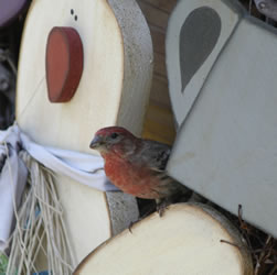 red bird at cabin