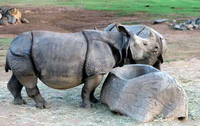 rhino