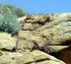 southern colorado lizard