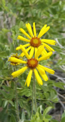 yellow flowers