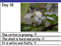 cotton example