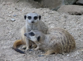 merkats