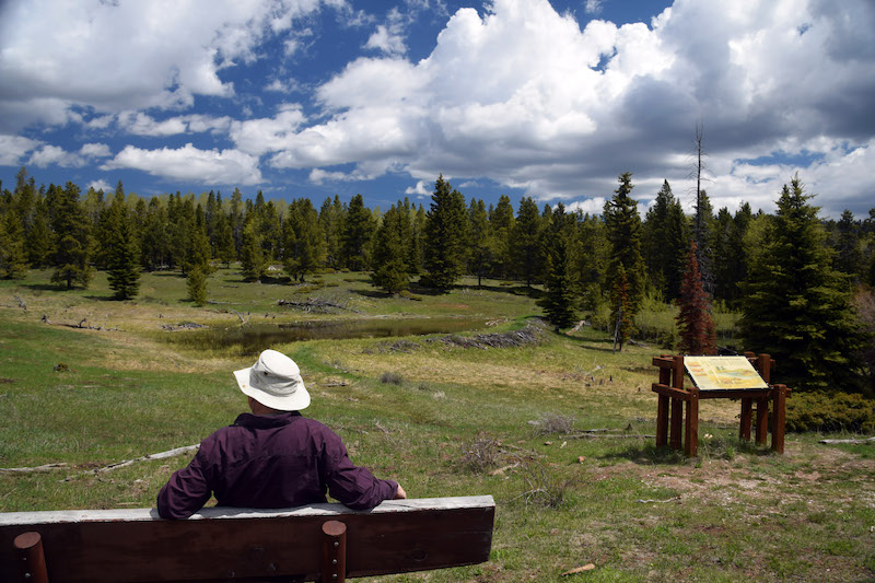 Beaver Pond Interpretive Trail