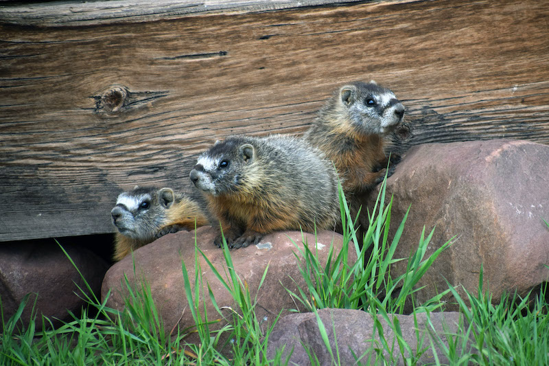 Marmots