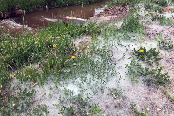 Cottonwood