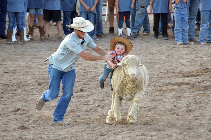 Mutton Busting