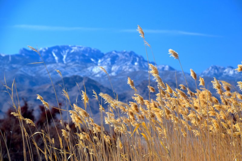 Desert National Wildlife Refuge