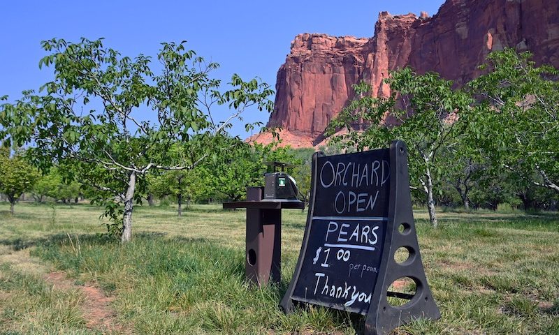 Orchard at Capitol Reef