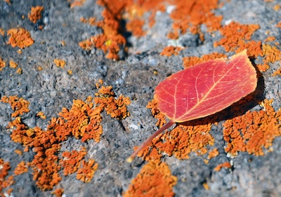 Lichen and Aspen Leaf